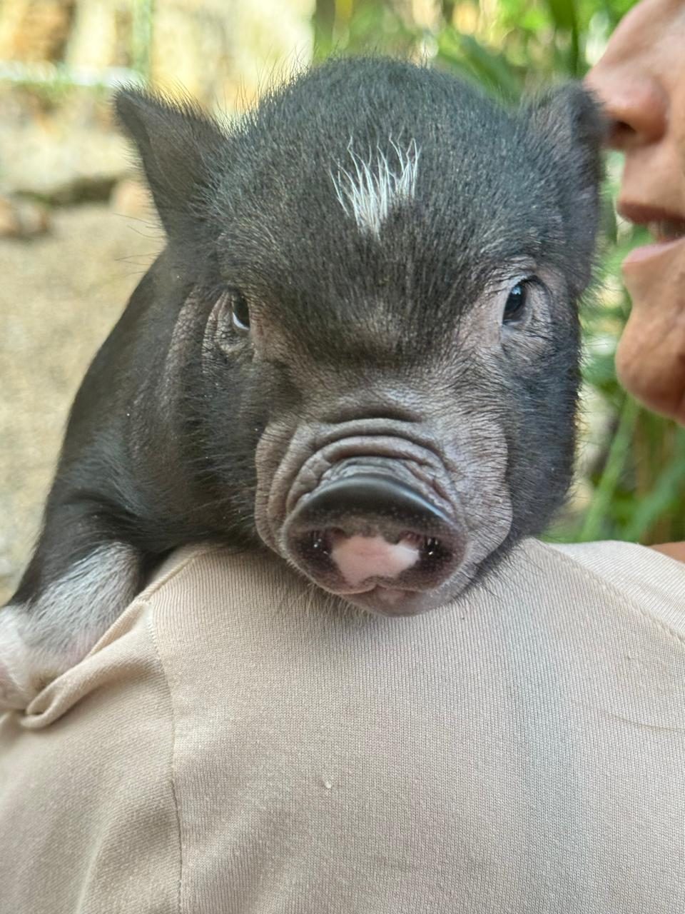 Cerdito mini