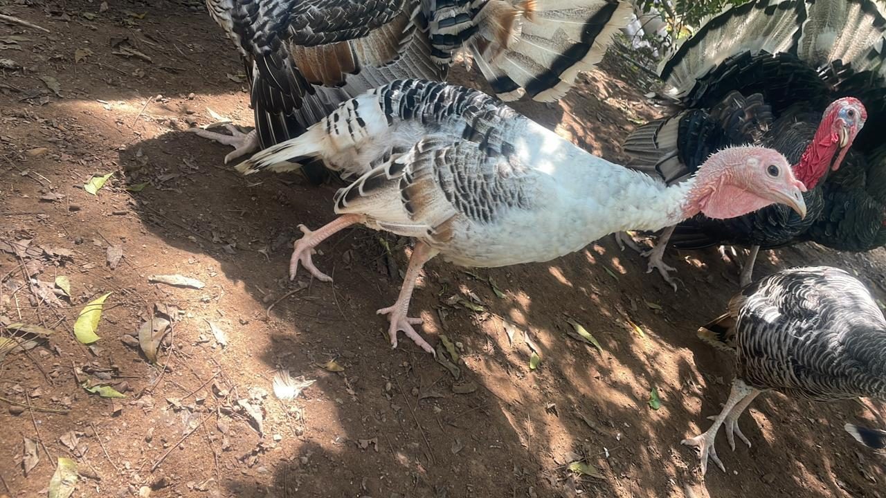 Pavos caminando bajo la sombra