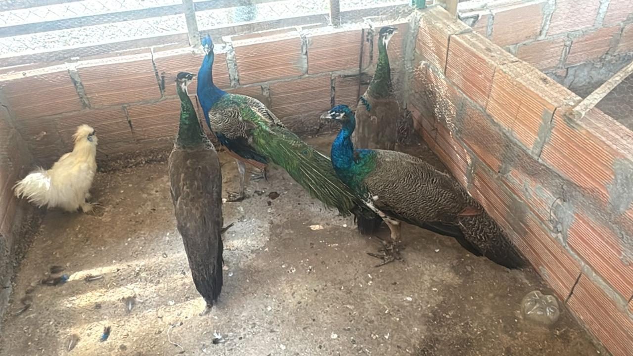 Pavos reales y gallina sedosa